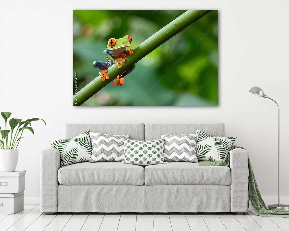 Trópusi béka a levélen (vászonkép) - vászonkép, falikép otthonra és irodába