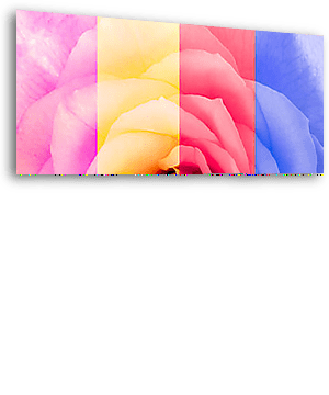 Közelkép részletesen rózsa virág többszínű - vászonkép 3D látványterv