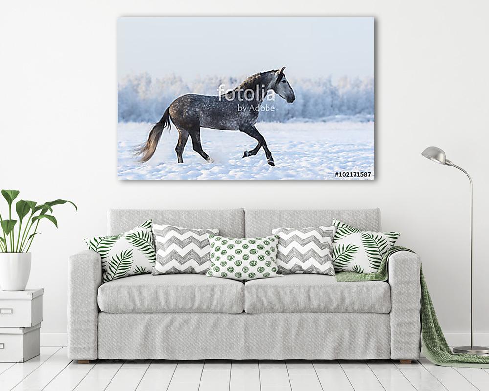 Szürke andalúz lovaglónövény frissen hóban - vászonkép, falikép vásárlás Szürke andalúz lovaglónövény frissen hóban (vászonkép) - vászonkép, falikép otthonra és irodába