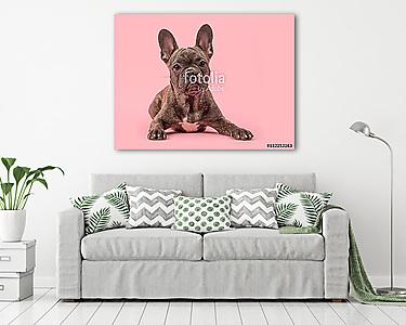 aranyos francia bulldog kutya rózsaszín háttérrel (vászonkép) - vászonkép, falikép otthonra és irodába