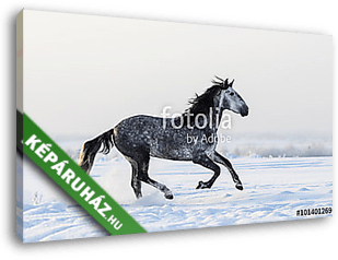 Szürke andalúz lovak, akik friss hóban kószálnak a réten - vászonkép 3D látványterv