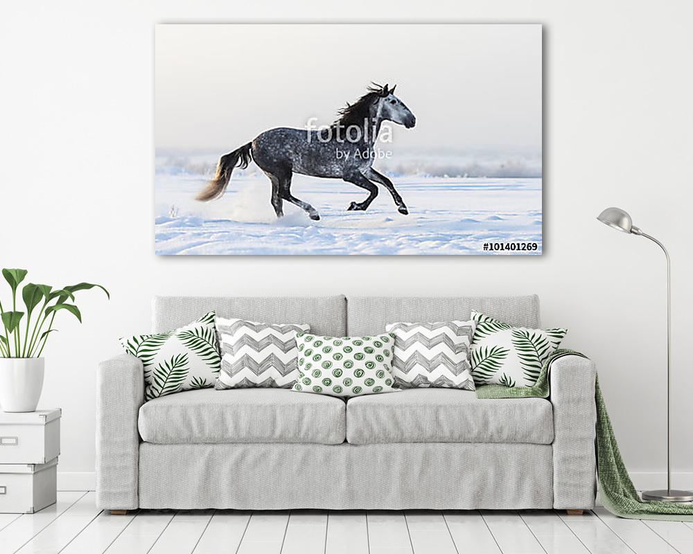 Szürke andalúz lovak, akik friss hóban kószálnak a réten (többrészes kép) - vászonkép, falikép otthonra és irodába