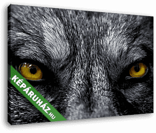 Farkas, a ragadozó tekintete - vászonkép 3D látványterv