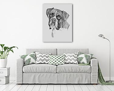 Boxer kutyus rajz (vászonkép) - vászonkép, falikép otthonra és irodába