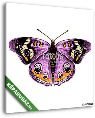 butterfly with open wings top view of symmetry, sketch the graph - vászonkép 3D látványterv