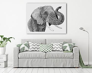 Elefánt rajz (vászonkép) - vászonkép, falikép otthonra és irodába