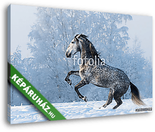 A tiszta réten túró ló - vászonkép 3D látványterv