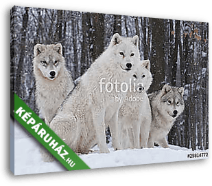 Arctic Wolf Pack - vászonkép 3D látványterv