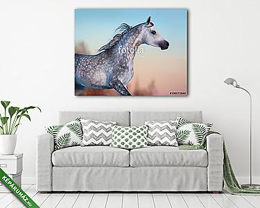 Szürke, fajtiszta arab ló az esti égbolton (vászonkép) - vászonkép, falikép otthonra és irodába