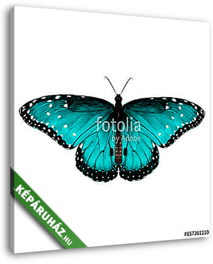 butterfly symmetric top view of turquoise with spots , sketch ve - vászonkép 3D látványterv