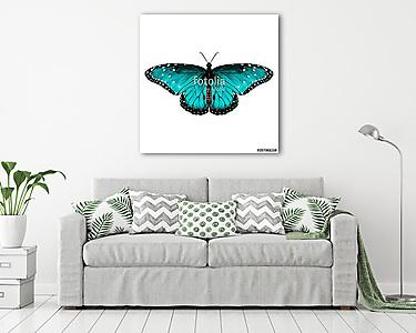 butterfly symmetric top view of turquoise with spots , sketch ve (vászonkép) - vászonkép, falikép otthonra és irodába