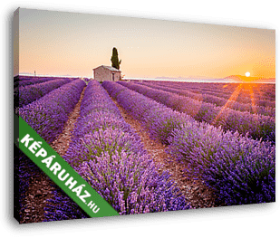 Valensole, Provence, Franciaország. Lavender mező tele lila flow - vászonkép 3D látványterv