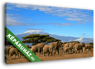 Kilimandzsáró elefántcsonttal - vászonkép 3D látványterv