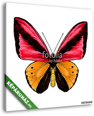 butterfly symmetric top view of orange and red colors, sketch ve - vászonkép 3D látványterv