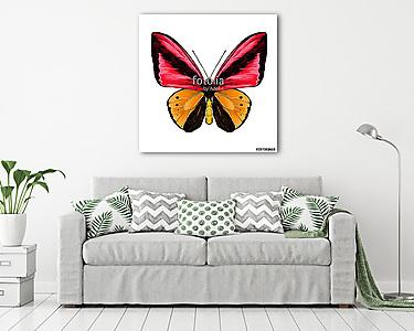 butterfly symmetric top view of orange and red colors, sketch ve (vászonkép) - vászonkép, falikép otthonra és irodába