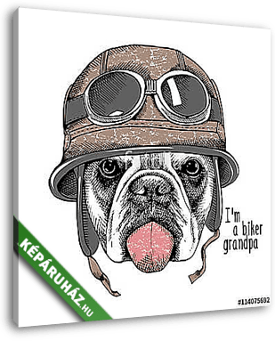 The image Portrait of the dog Bulldog in the motorcyclist helmet - vászonkép 3D látványterv