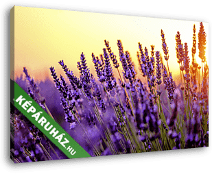 Virágzó levendula egy naplementében lévő területen Provence-ban, - vászonkép 3D látványterv Virágzó levendula egy naplementében lévő területen Provence-ban, - vászonkép 3D látványterv