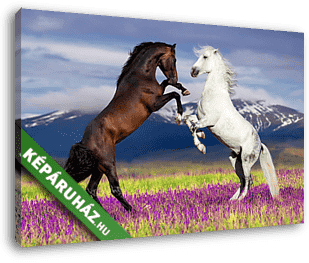Barna és fehér ló a virágos mezőn, hegyekkel a háttérben - vászonkép 3D látványterv