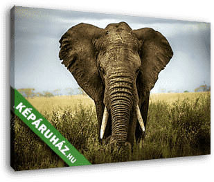elefánt háttere - vászonkép 3D látványterv