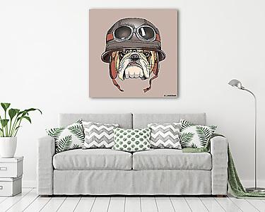 Bulldog portrait in a retro helmet of Racer. Vector illustration (vászonkép) - vászonkép, falikép otthonra és irodába