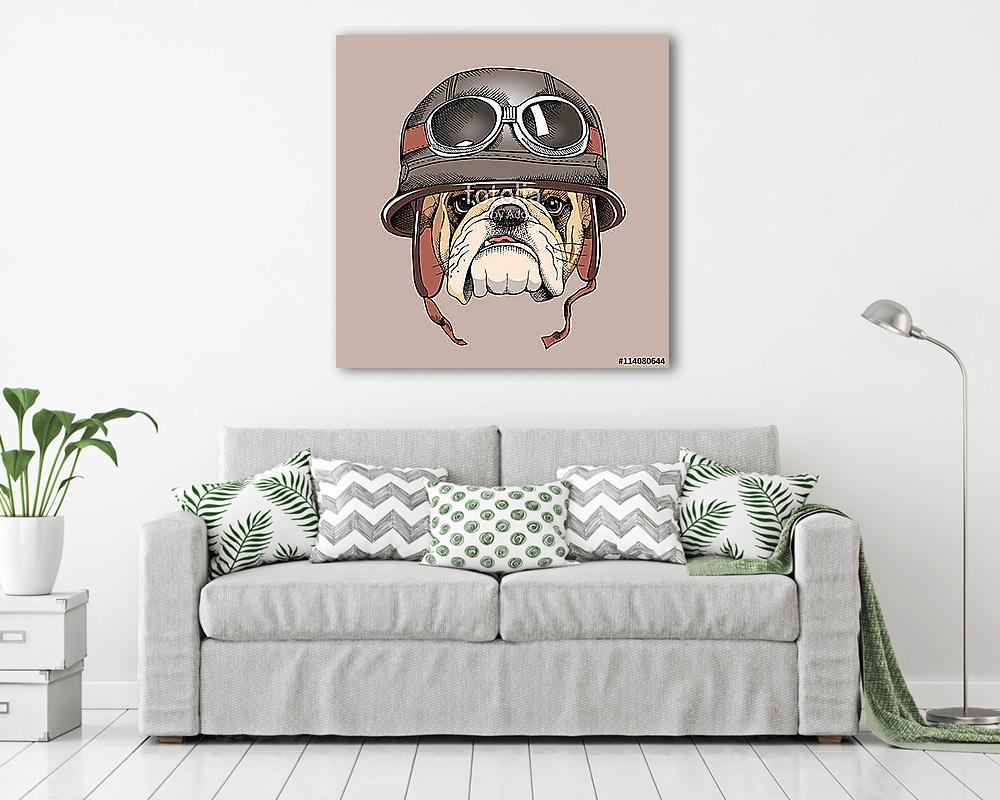 Bulldog portrait in a retro helmet of Racer. Vector illustration (vászonkép) - vászonkép, falikép otthonra és irodába