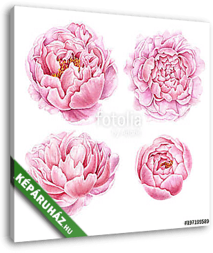 Set of watercolor peonies isolated on white background. - vászonkép 3D látványterv