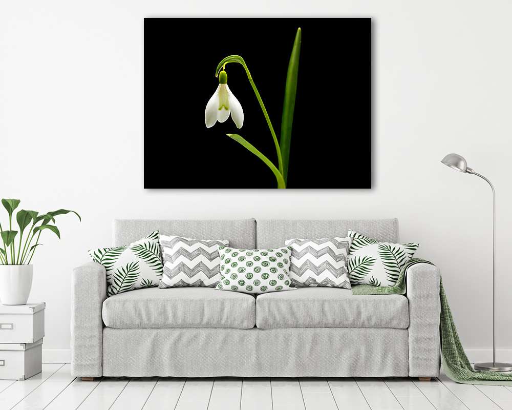 Hóvirág fekete háttérrel (vászonkép) - vászonkép, falikép otthonra és irodába