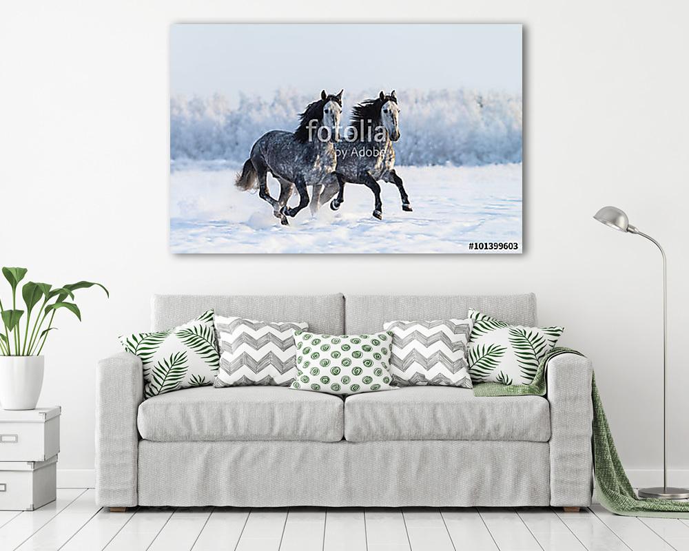 Galambszürke lovak a hóban (többrészes kép) - vászonkép, falikép otthonra és irodába