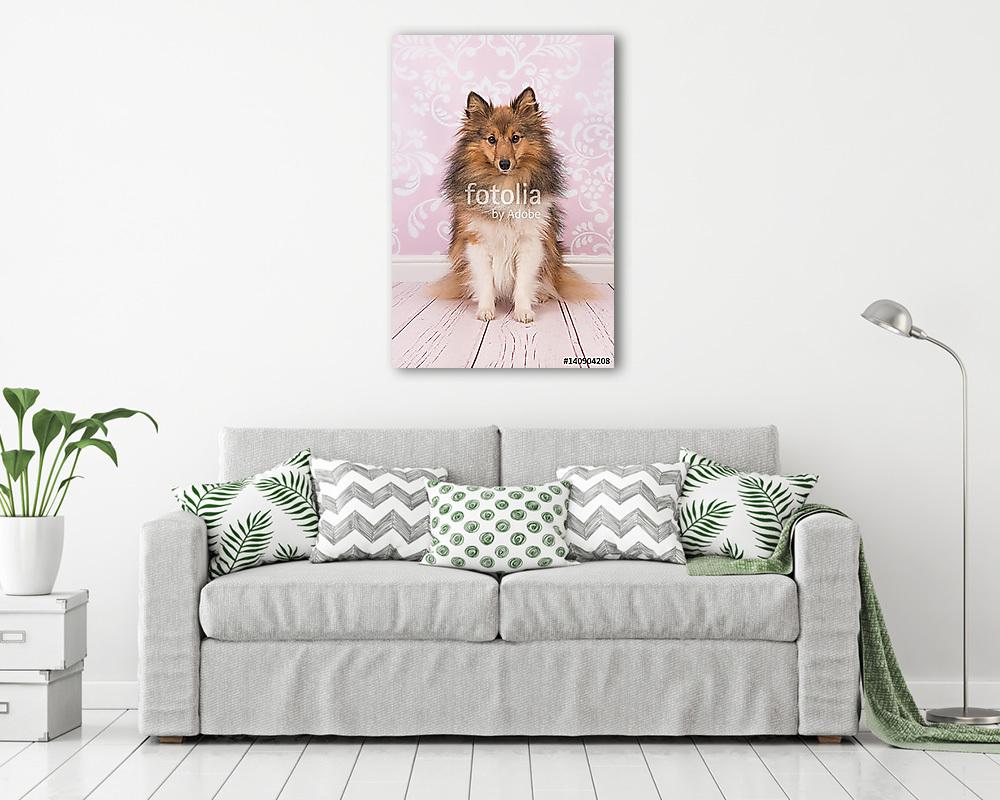 Szépen ül a shetlandi juhászkutya, aki a rózsaszín kamerát nézte (poszter) - vászonkép, falikép otthonra és irodába