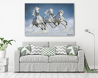 Három fehér ló galopp a hóban (vászonkép) - vászonkép, falikép otthonra és irodába