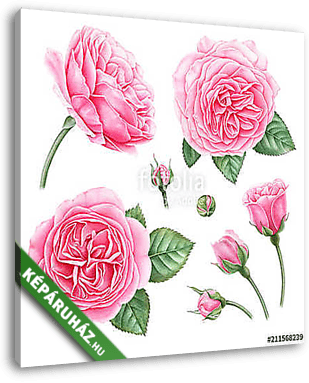 Hand painted botanical illustration of pink roses, buds and leav - vászonkép 3D látványterv