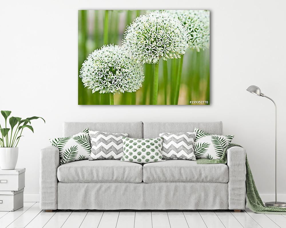 Fehér hagymavirágok (Mount Everest) - vászonkép, falikép vásárlás Fehér hagymavirágok (Mount Everest) (vászonkép) - vászonkép, falikép otthonra és irodába