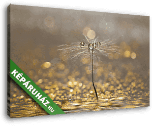 Dandelion with droplets of water on a sparkling gold background. - vászonkép 3D látványterv