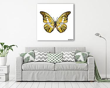 yellow butterfly with white spots on the wings of the symmetric  (vászonkép) - vászonkép, falikép otthonra és irodába