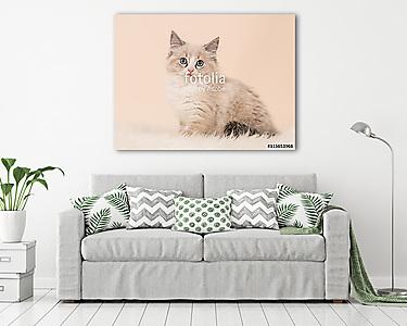 Nagyon puha rongybaba kislány macska cica ül a kamerával szemben (vászonkép) - vászonkép, falikép otthonra és irodába
