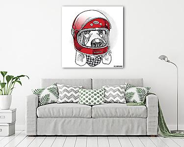 The image of the dog Racer in the modern helmet. Vector illustra (vászonkép) - vászonkép, falikép otthonra és irodába