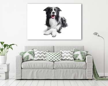 Border collie kutya (vászonkép) - vászonkép, falikép otthonra és irodába