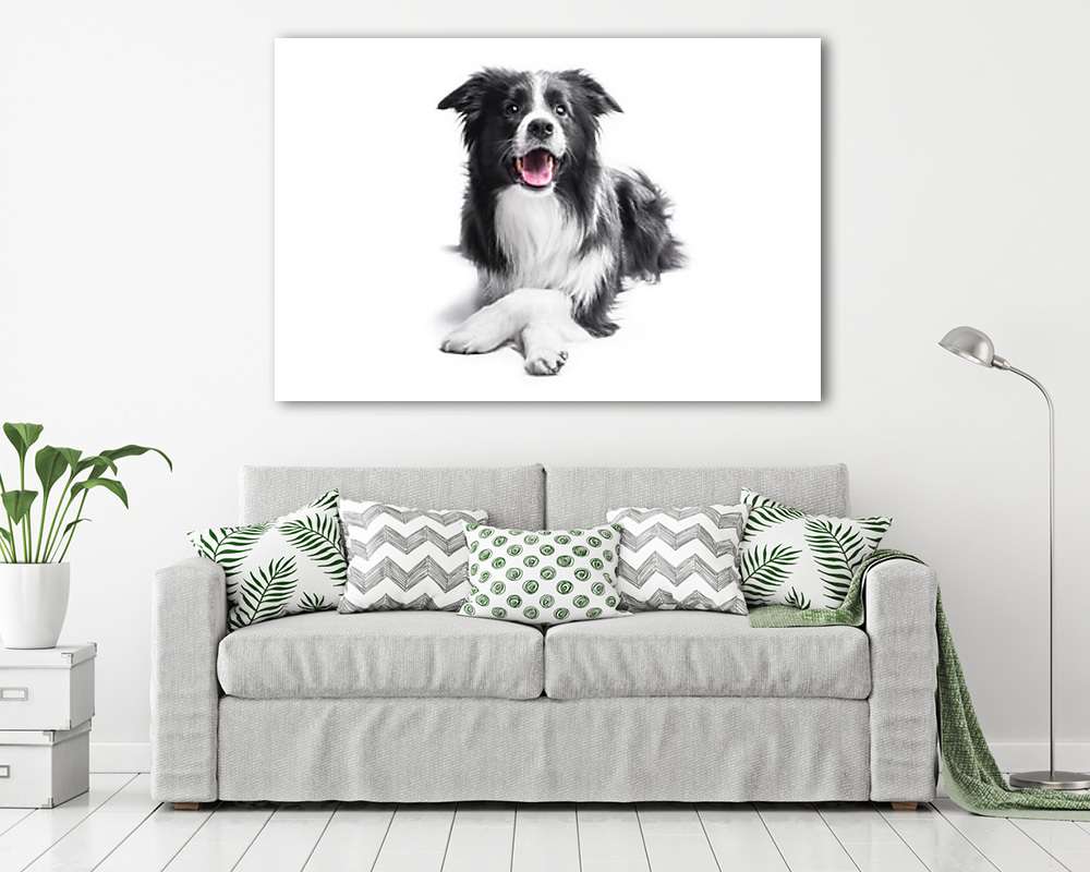 Border collie kutya - vászonkép, falikép vásárlás Border collie kutya (vászonkép) - vászonkép, falikép otthonra és irodába