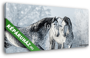 Két telivér szürke ló a téli erdőben. - vászonkép 3D látványterv