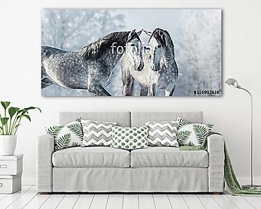 Két telivér szürke ló a téli erdőben. (vászonkép) - vászonkép, falikép otthonra és irodába