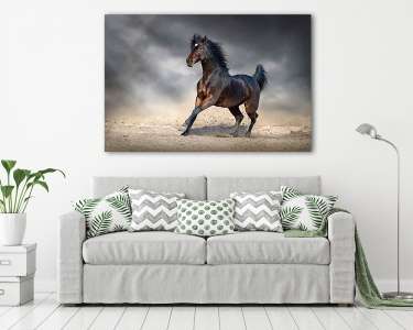 Gyönyörű öböl lovaggal galopp a homokos mezőben sötét égen (vászonkép) - vászonkép, falikép otthonra és irodába
