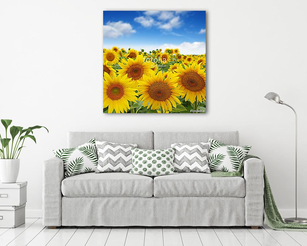 napraforgók mező égen - vászonkép, falikép vásárlás napraforgók mező égen (keretezett kép) - vászonkép, falikép otthonra és irodába
