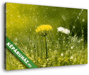 Dandelion and Daisy in the rain. Macro with beautiful bokeh.Sele - vászonkép 3D látványterv