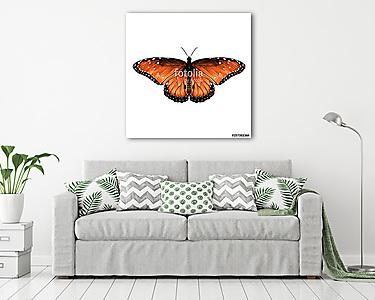 butterfly are symmetrical and the top is red with spots , sketch (vászonkép) - vászonkép, falikép otthonra és irodába