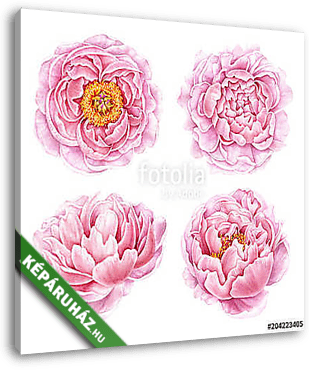 Set of watercolor peonies isolated on white background. Hand dra - vászonkép 3D látványterv