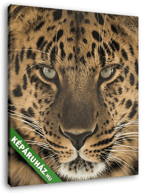 Far Eastern leopard - vászonkép 3D látványterv