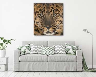 Far Eastern leopard (vászonkép) - vászonkép, falikép otthonra és irodába