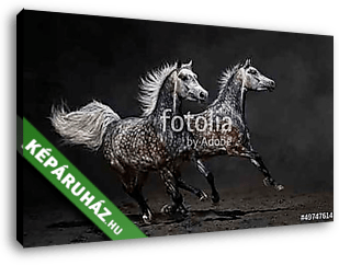 Két szürke arab lovak galoppanak sötét háttéren - vászonkép 3D látványterv