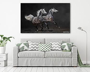 Két szürke arab lovak galoppanak sötét háttéren (vászonkép) - vászonkép, falikép otthonra és irodába