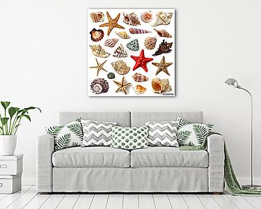 Seashell gyűjtemény elszigetelt fehér háttér (vászonkép) - vászonkép, falikép otthonra és irodába